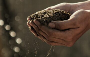 無肥料で育てる自然栽培