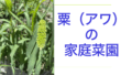 あわ.001