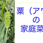 あわ.001