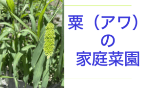 あわ.001