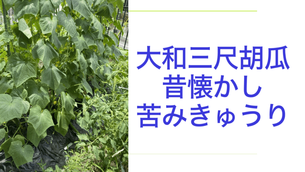 大和三尺胡瓜.001