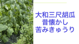 大和三尺胡瓜.001