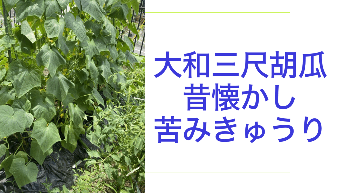 大和三尺胡瓜