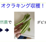 オクラ.001