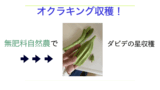 オクラ.001