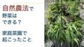 断食