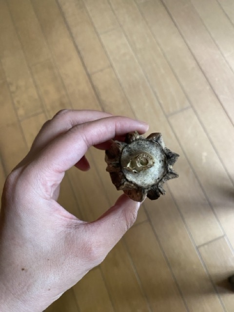 IMG 3304（中）