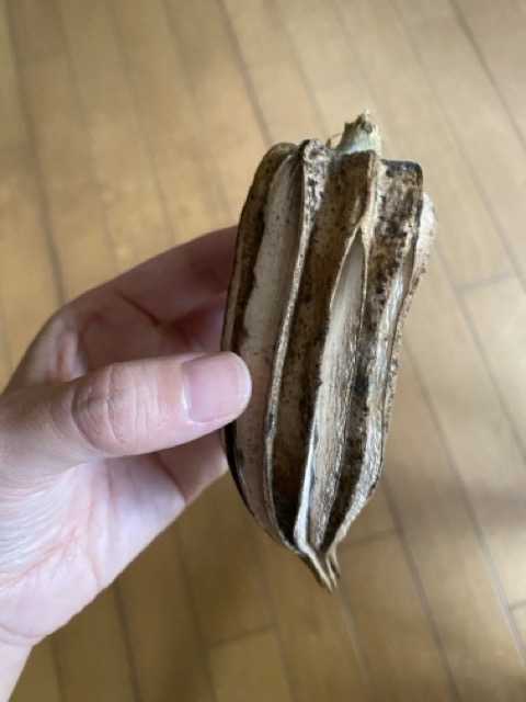 IMG 3305（中）