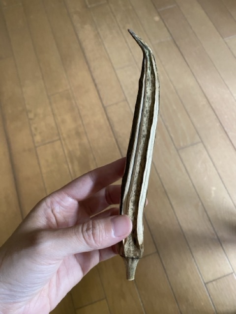 IMG 3306（中）