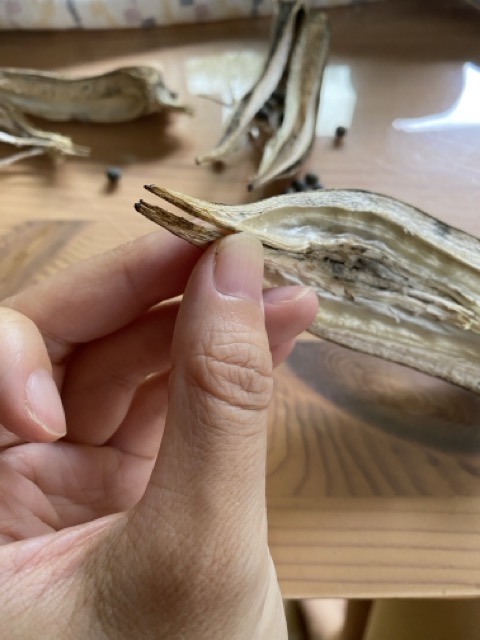 IMG 3311（中）