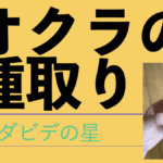 オクラの種取り.001