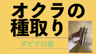 オクラの種取り.001