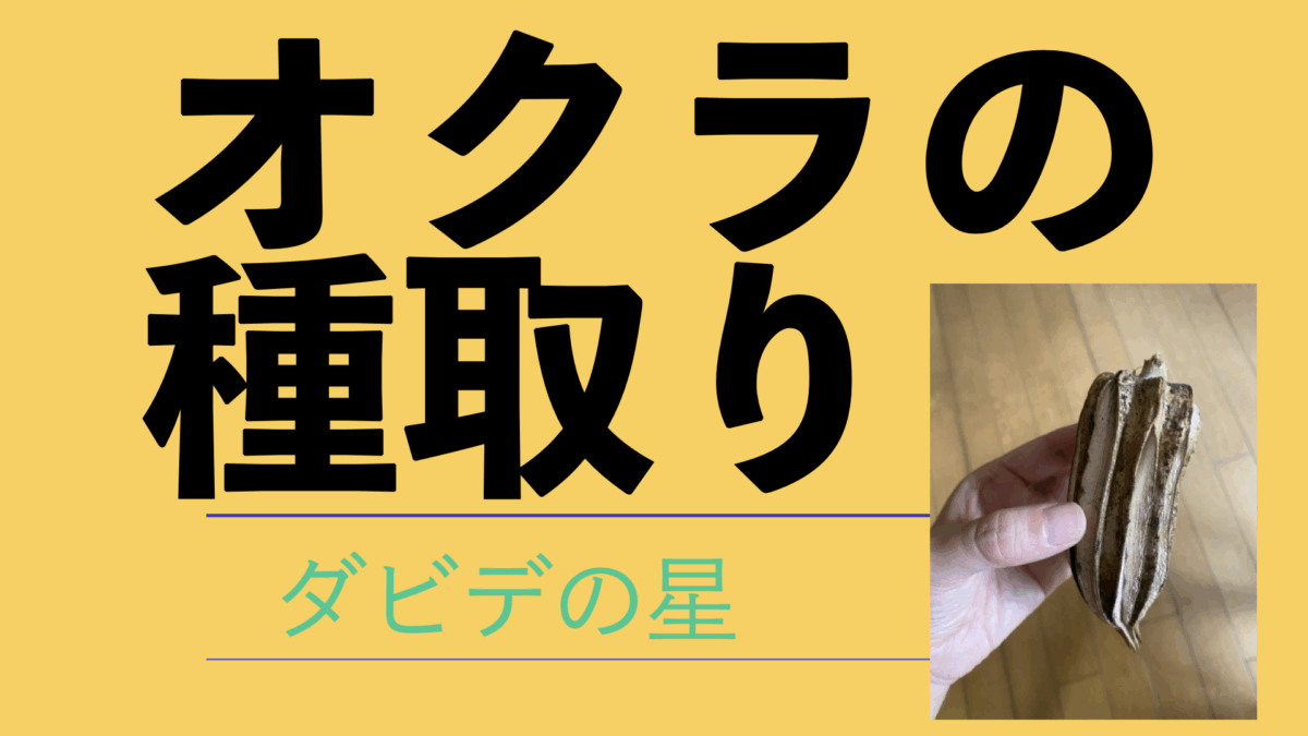 オクラの種取り