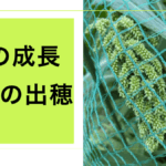 稗の出穂.001