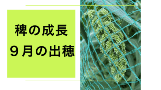 稗の出穂.001