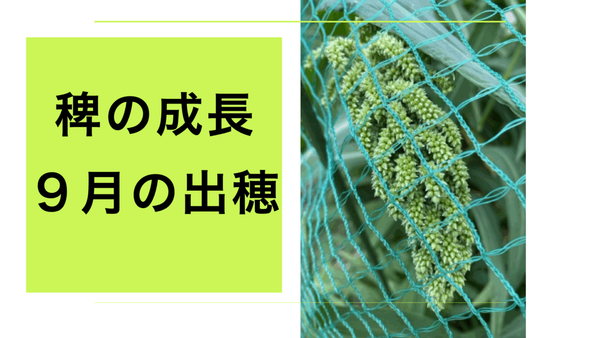 稗の出穂