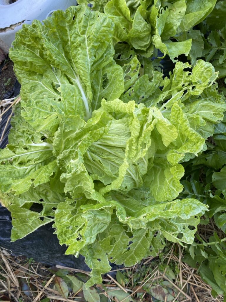 IMG 3955 2（大） 1