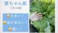 菌ちゃん白菜.001