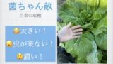 菌ちゃん白菜.001