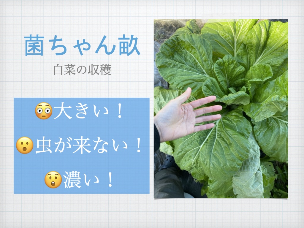 菌ちゃん白菜