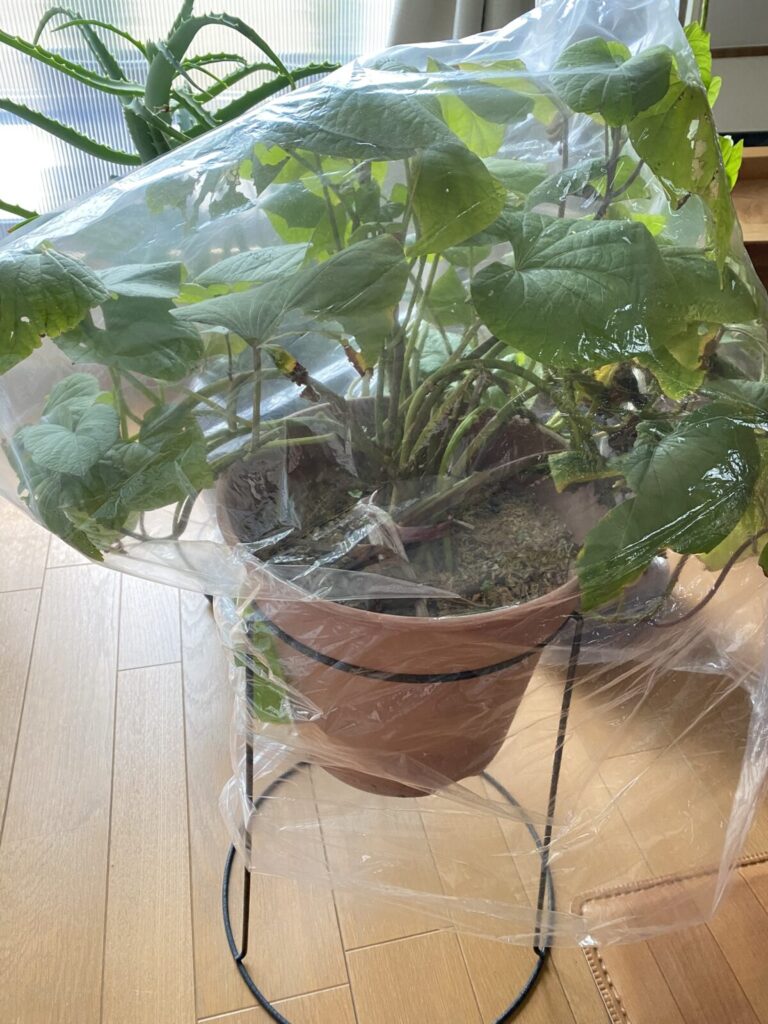 【さつまいも苗】芋づるを越冬させて作る 9 IMG 4370