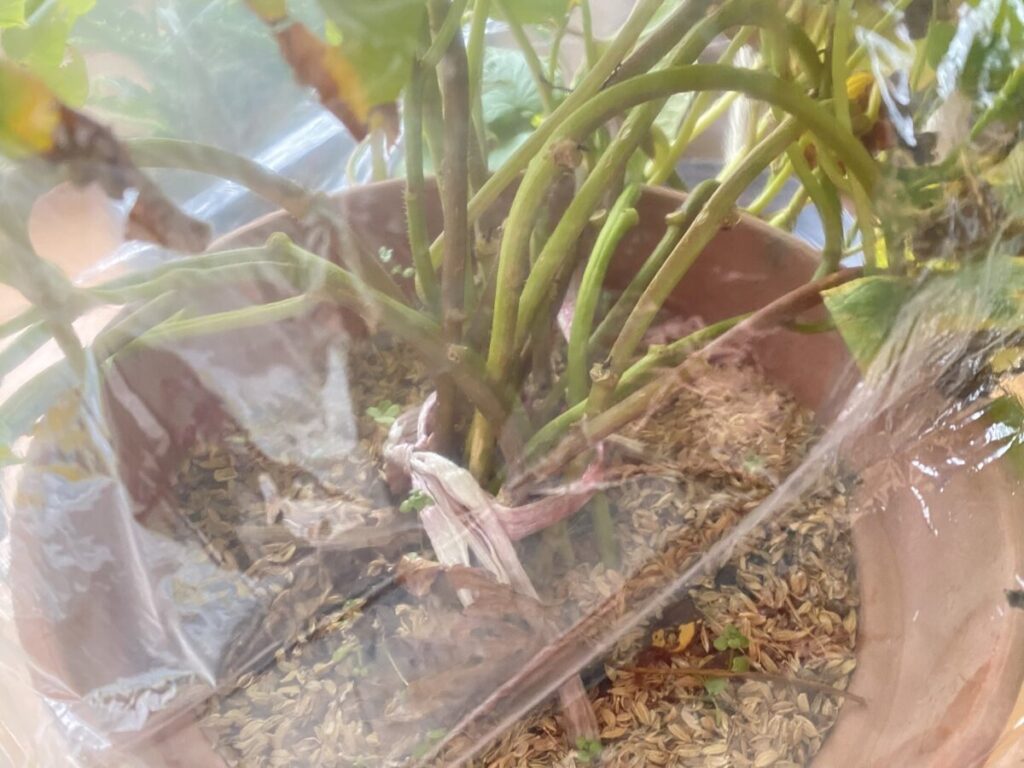 【さつまいも苗】芋づるを越冬させて作る 10 IMG 4371