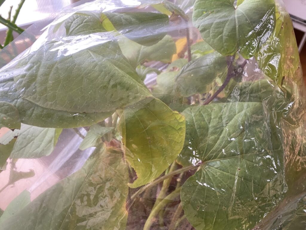 【さつまいも苗】芋づるを越冬させて作る 11 IMG 4372