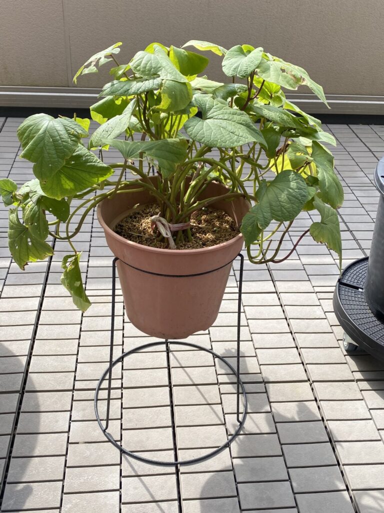 【さつまいも苗】芋づるを越冬させて作る 8 IMG 4994