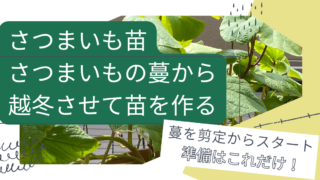 さつまいも苗作り