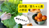 菌ちゃん農法/自然農で育てた野菜は大きい?!~小松菜と大根を収穫~ 10 菌ちゃん農
