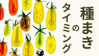 種まきのタイミング